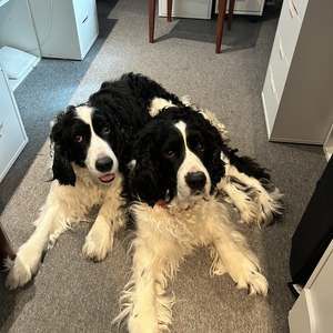 Meet your Posher, Susan